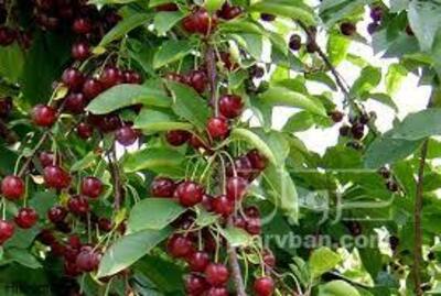 فروش گیلاس