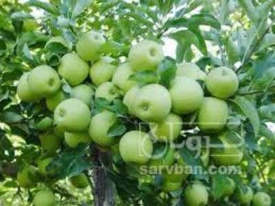فروش سیب زرد