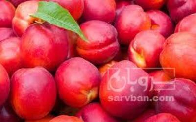فروش شلیل