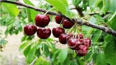 فروش گیلاس