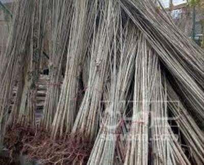 فروش نهال صنوبر