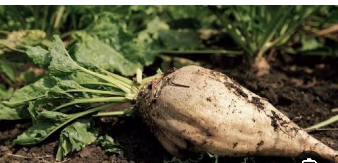 فروش چغندر قند