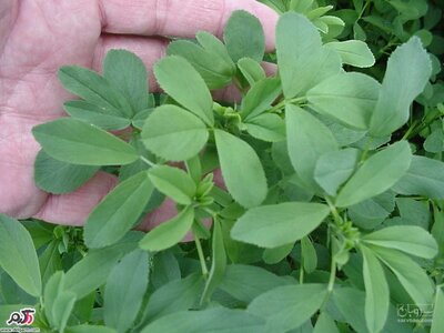 فروش یونجه