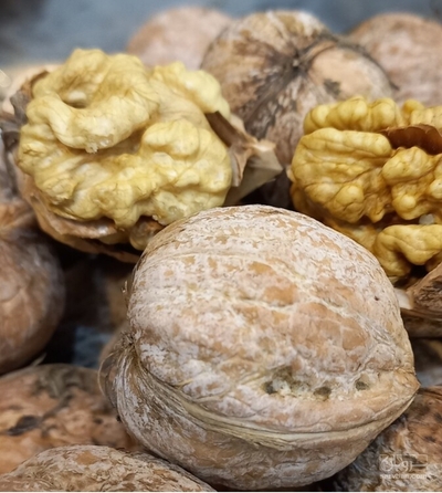 فروش گردو