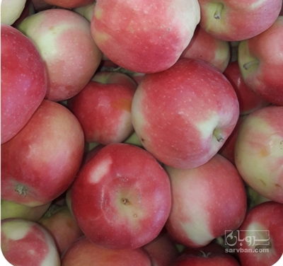 فروش سیب گلاب