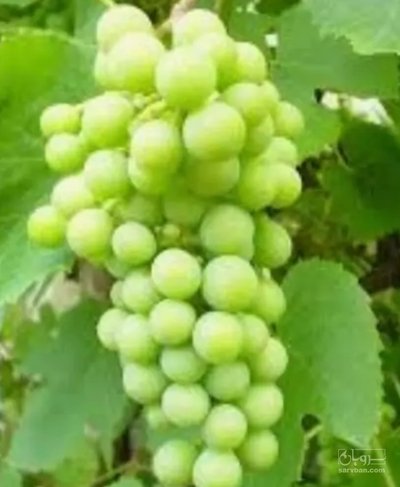 فروش غوره