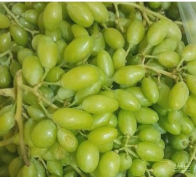فروش غوره