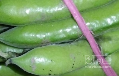 فروش باقلا تازه - باقالی - باقالا