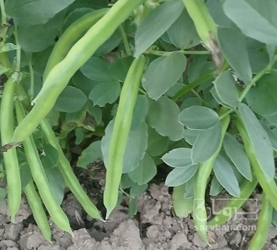 فروش باقلا تازه - باقالی - باقالا