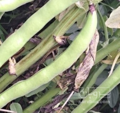 فروش باقلا تازه - باقالی - باقالا