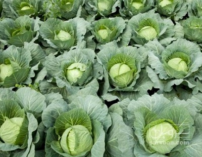 فروش گل کلم برگ