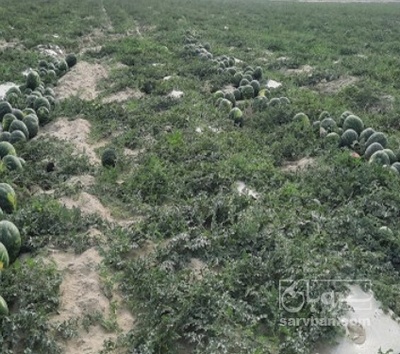 فروش هندوانه