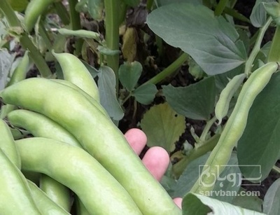 فروش باقلا تازه - باقالی - باقالا