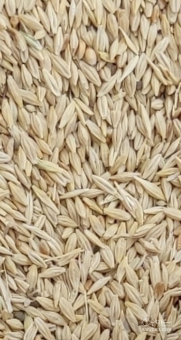 فروش جو