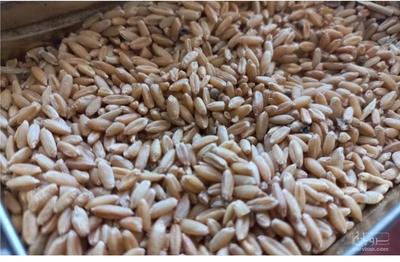 فروش گندم