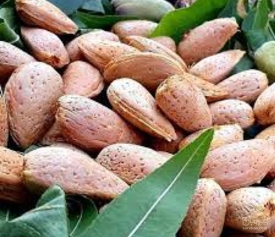 فروش بادام سنگی