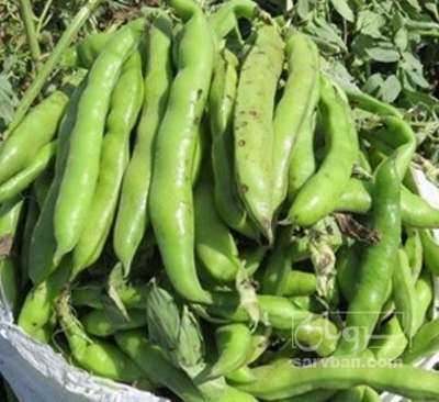 فروش باقلا نوبرانه