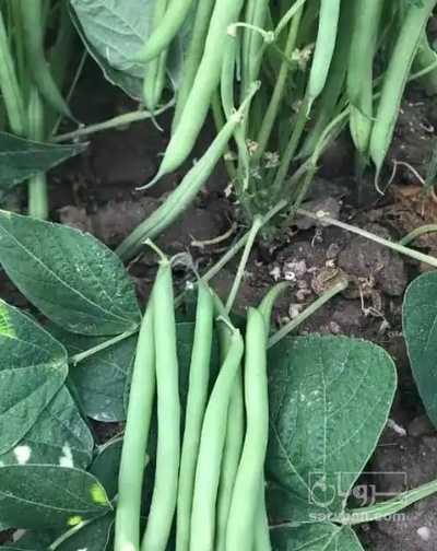 فروش لوبیا سبز