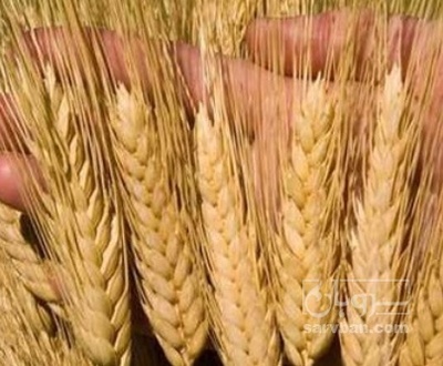 فروش گندم