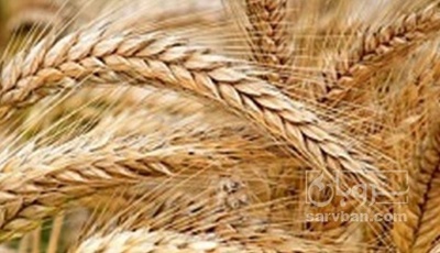 فروش گندم