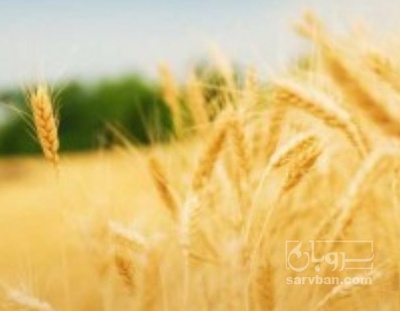 فروش گندم