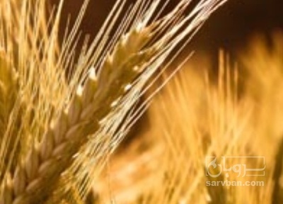 فروش گندم