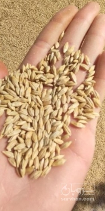 فروش گندم