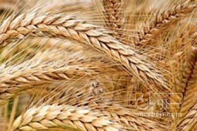 فروش گندم