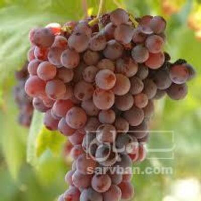 فروش انگور