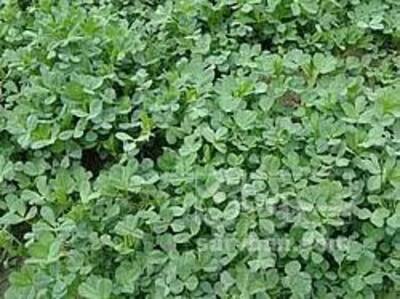 فروش یونجه