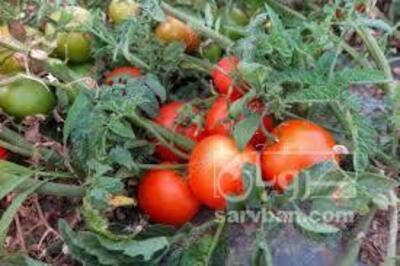 فروش گوجه فرنگی4129