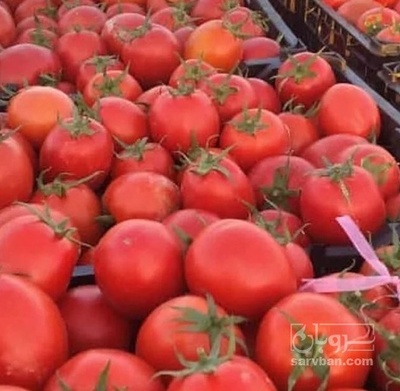 فروش گوجه فرنگی