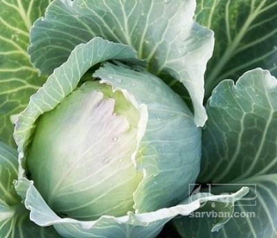 فروش کلم برگی