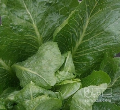 فروش کاهو ایرانی - رومانو