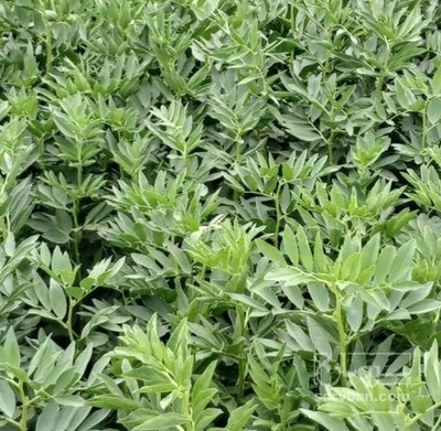 فروش باقلا تازه - باقالی - باقالا نیم هکتار