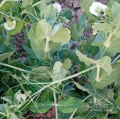 فروش نخود فرنگی