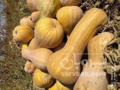 فروش کدوحلوایی