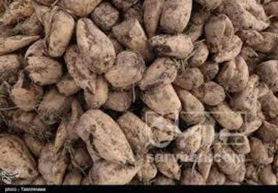فروش چغندر قند