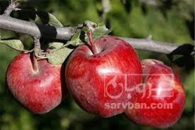 فروش سیب قرمز