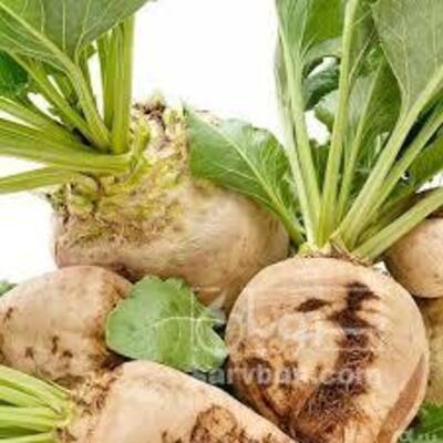 فروش چغندر قند