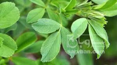 فروش یونجه