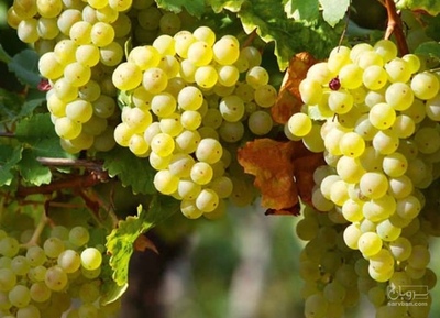 فروش انگور عسگری