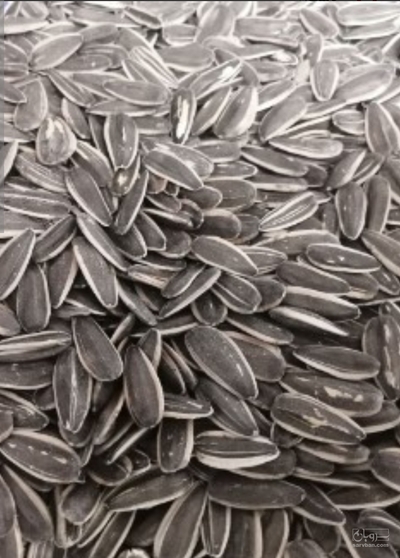 فروش آفتابگردان