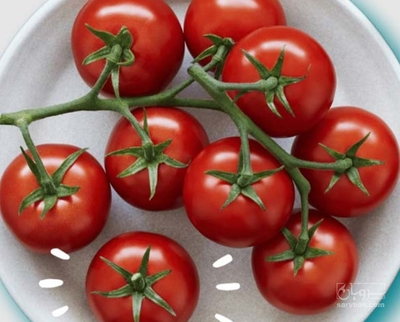 فروش گوجه فرنگی گرد