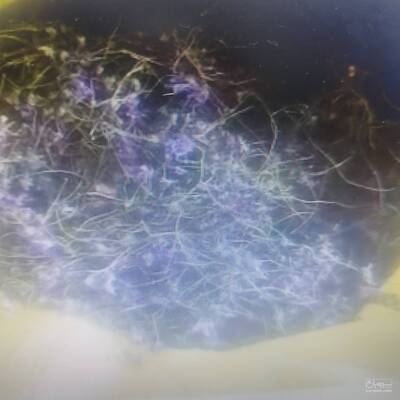 فروش بنفشه (گیاه‌ دارویی)