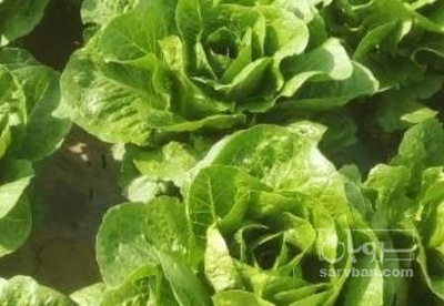 فروش کاهو ایرانی - رومانو