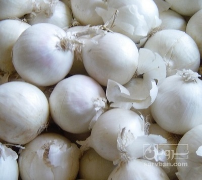 فروش پیاز سفید