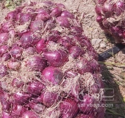 فروش پیاز قرمز