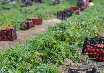 فروش گوجه فرنگی