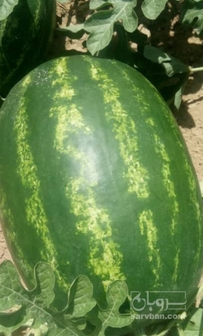 فروش هندوانه بیضی